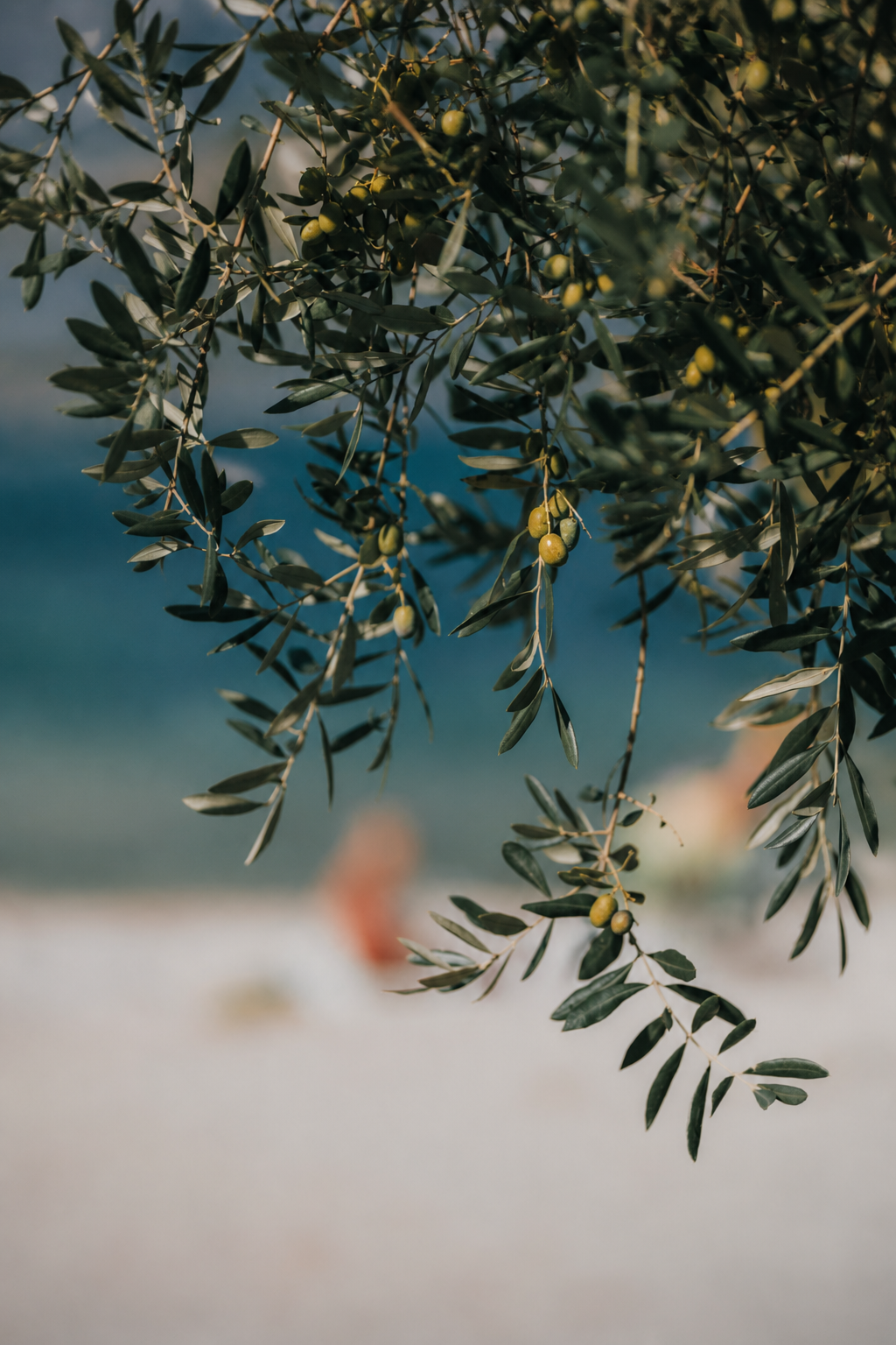 Olive branches in the Sabina hills